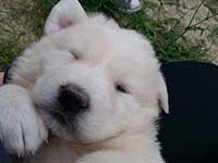 abruzzo sheepdog puppy